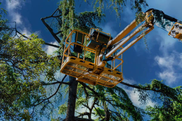 Best Tree Maintenance Programs  in Glen Head, NY