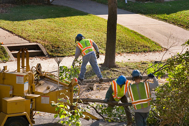 Trusted Glen Head, NY Tree Care Services Experts