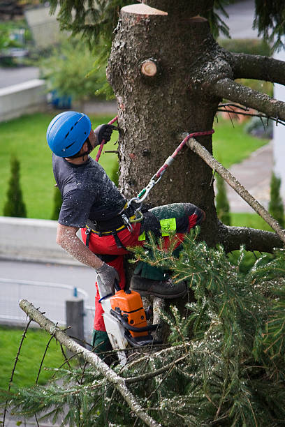 How Our Tree Care Process Works  in  Glen Head, NY